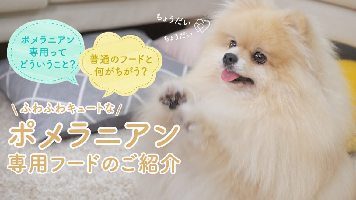 ふわふわキュートなポメラニアンのための専用フードをご紹介|ロイヤルカナン ふわふわキュートなポメラニアンのための専用フードをご紹介|ロイヤルカナン