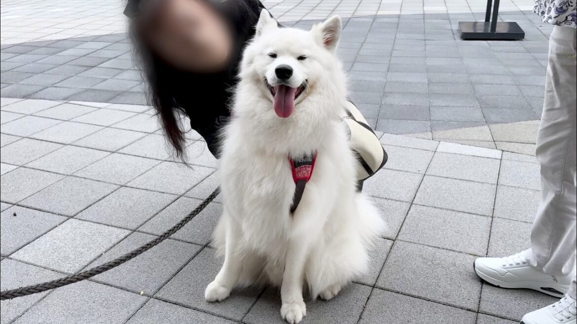 人懐っこすぎる性格を活かして色んな人になでなでしてもらえて満足げな犬がかわいすぎました… 人懐っこすぎる性格を活かして色んな人になでなでしてもらえて満足げな犬がかわいすぎました…