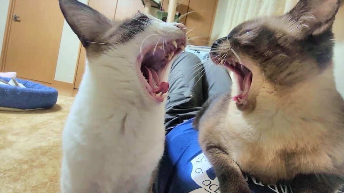 お腹に乗って来て一緒に会話するペポシャム猫🤩