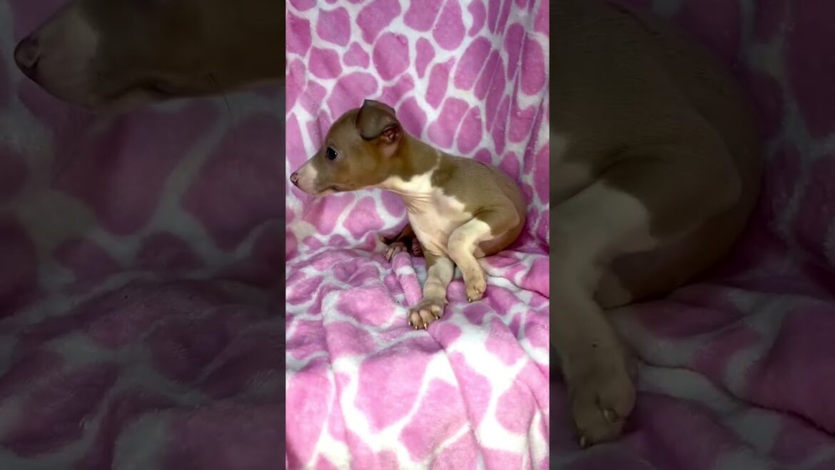 イタリアングレーハウンドの男の子☆ イタリアングレーハウンドの男の子☆