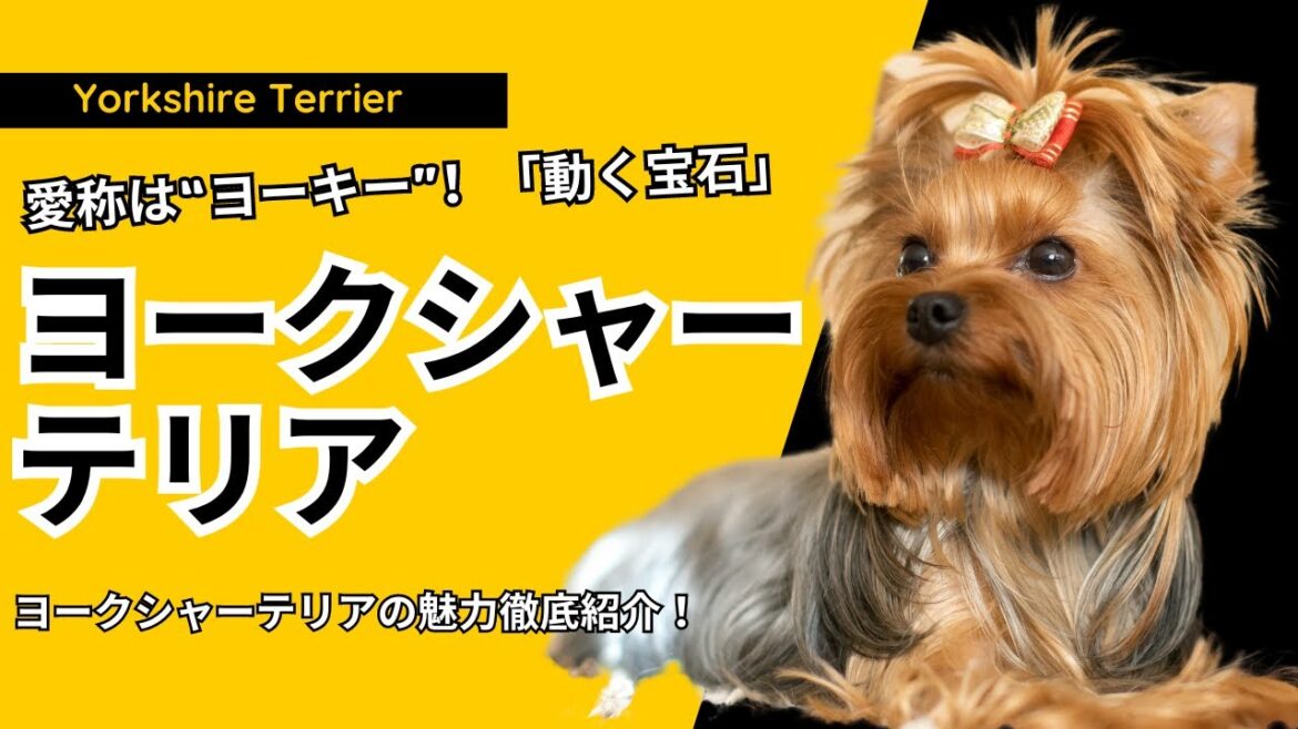 【ヨークシャーテリア徹底解説】愛称は“ヨーキー”！「動く宝石」とも呼ばれる艶やかな毛並みと明るく活発な性格とのギャップが魅力的な小型犬