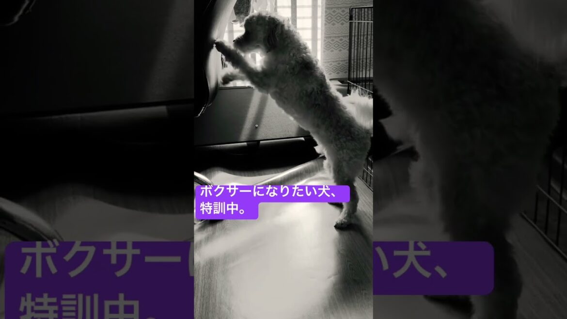 ボクサーになりたい犬、特訓中。