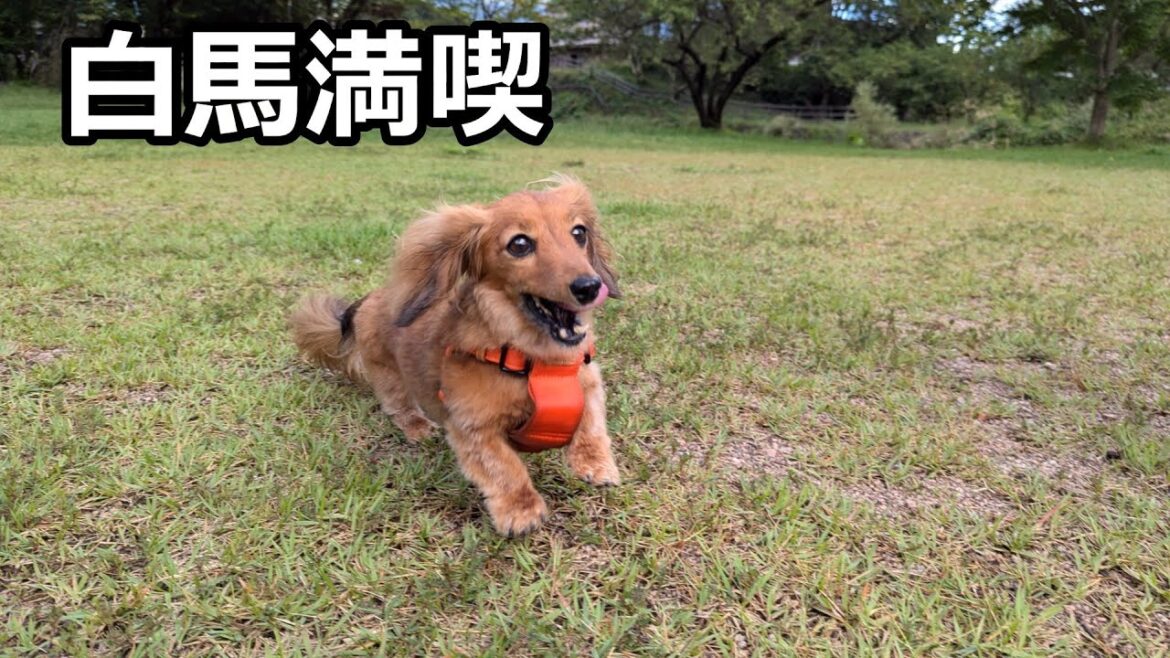 【5度目の家族旅行③#白馬】悲しい出来事+やっと晴れて駆けわまった最終日【カニンヘンダックスえびすの日常】 【5度目の家族旅行③#白馬】悲しい出来事+やっと晴れて駆けわまった最終日【カニンヘンダックスえびすの日常】