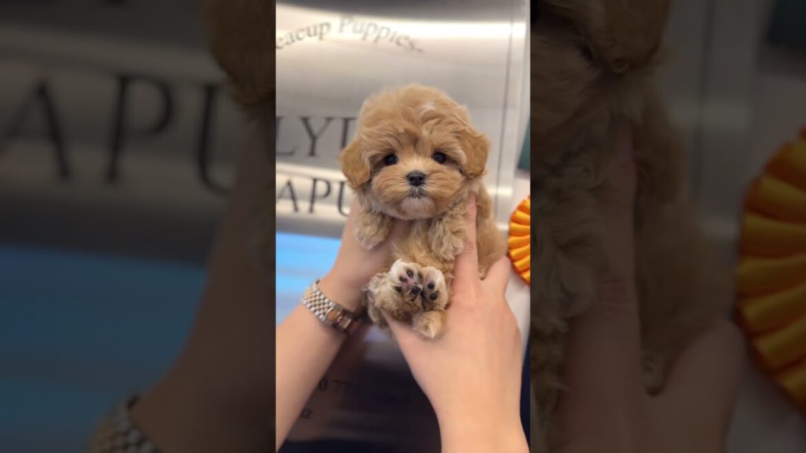 [VELY DOG] Cute Maltipoo "Hash"💕 #puppies #maltipoo #maltipoos #puppy #puppyvideos #cutedog
