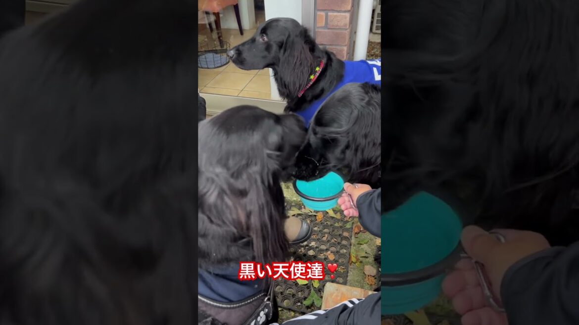 可愛い過ぎか　#フラットコーテッドレトリバー #フラットコーテッドレトリーバー #フラッティ #黒犬 #大型犬