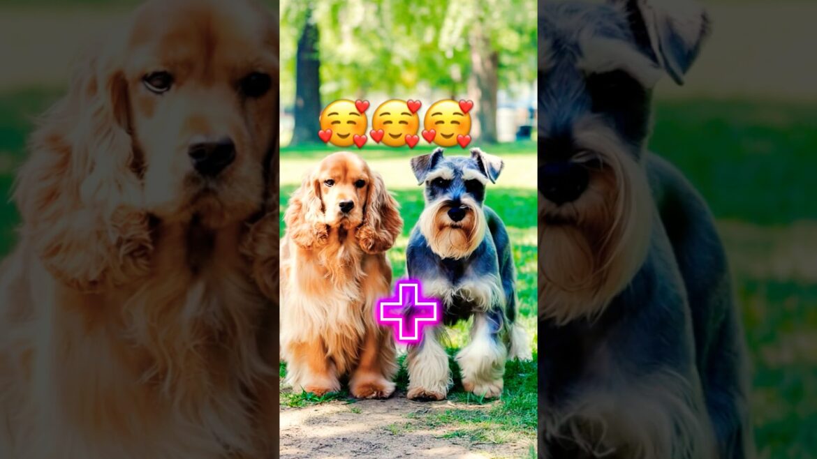 ADORABLE Schnauzer and Cocker spaniel mix!#animalfusion #foryou #cutedog #shorts #dogbreeds #dogtype