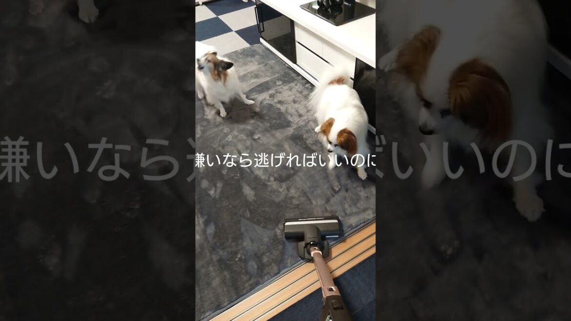 戦いを挑むわんこがこちら #掃除機 #パピヨン #可愛い
