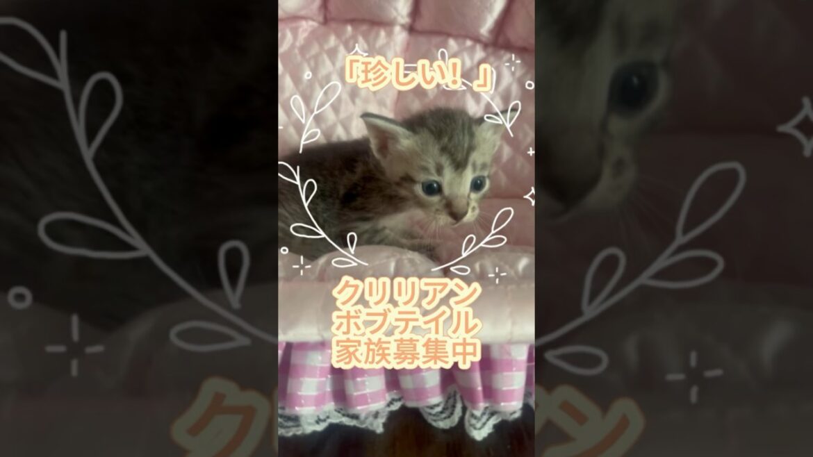 【家族募集中】クリリアンボブテイル の男の子#クリリアンボブテイル #cat #かわいい子猫を毎日紹介しています #cuteanimal #珍しいネコ#従順な猫@kichifrost