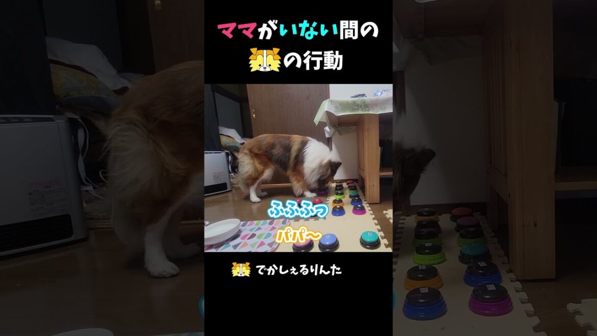 ママがいない間のシェルティの行動【会話ボタンでしゃべる犬】 #shorts #dog ママがいない間のシェルティの行動【会話ボタンでしゃべる犬】 #shorts #dog