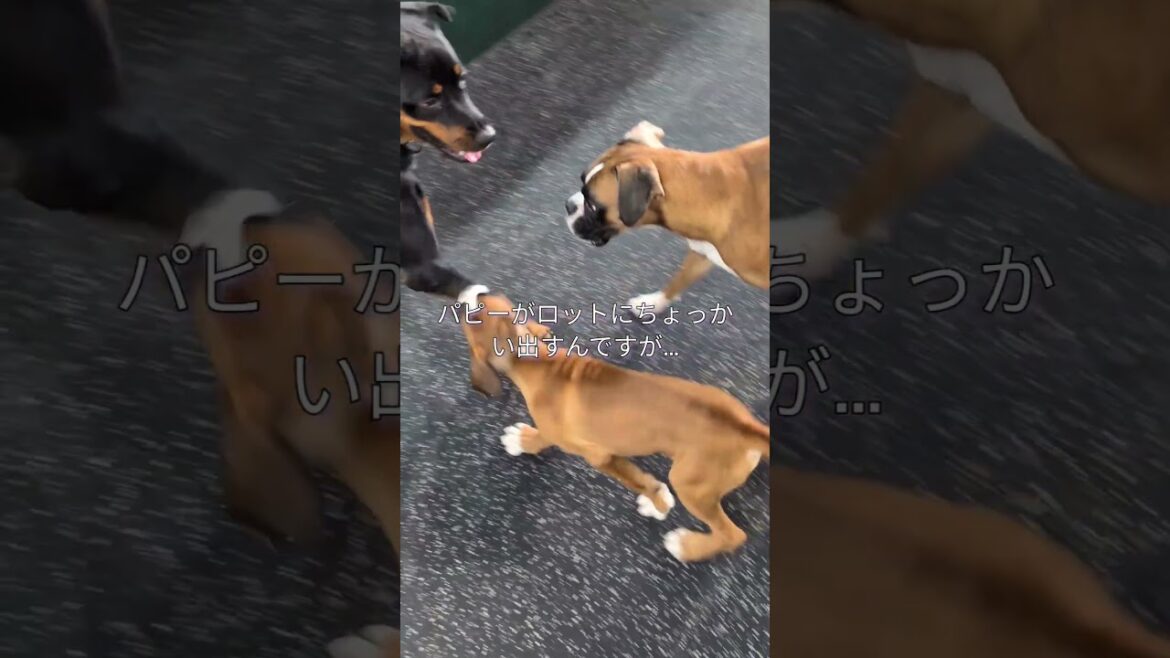 パワ子の母性がとても勉強になる動画 #ボクサー犬 #パピー #仔犬 #ロットワイラー #子犬 #教育