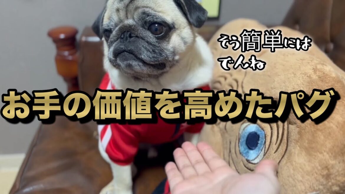パグのお手は高いのです　【パグ侍ももたろ】
