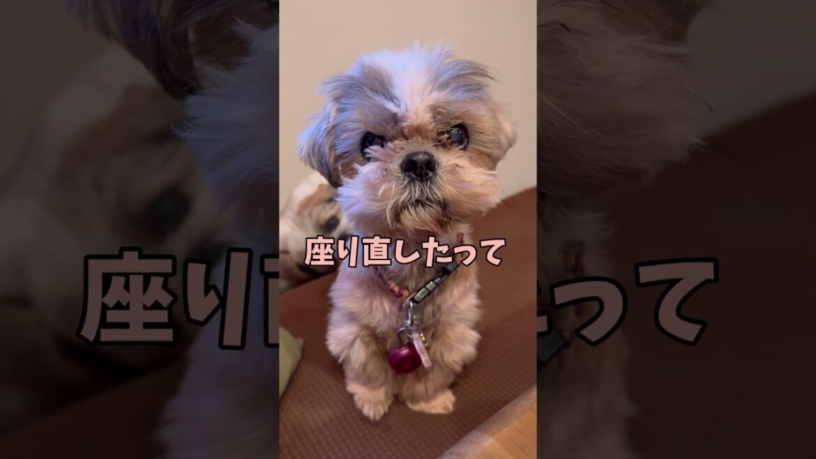 怒ってる愛犬を見たら思わず…w🐶#シーズー #いぬ #犬 #わんこ