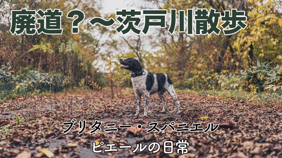 【ブリタニー・スパニエル】廃道？〜茨戸川散歩【Dji Osmo Pocket 3】【Dji Osmo Action 4】