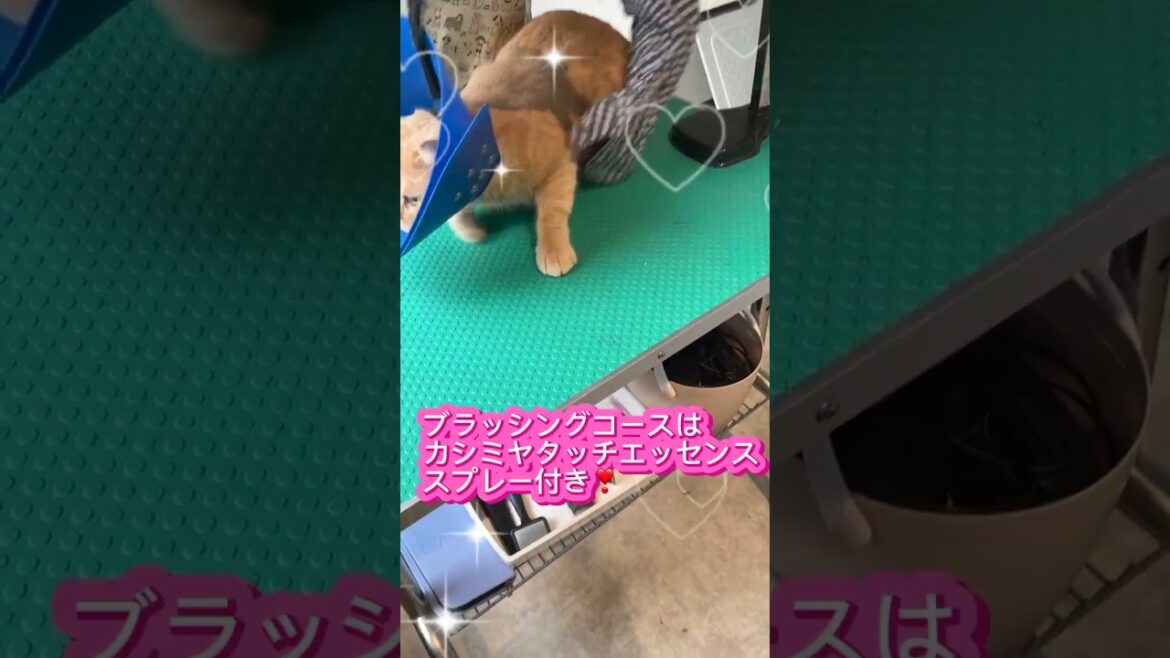 ブラッシングコースご利用☆彡ブリティッシュショートヘアー　さくらちゃん　 #短毛 #猫のいる暮らし #cat