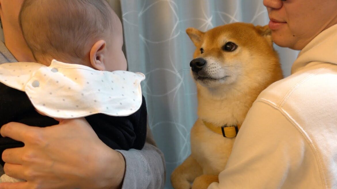 柴犬ハチが赤ちゃんとの親睦会に向かうとただただ可愛い結果に。 柴犬ハチが赤ちゃんとの親睦会に向かうとただただ可愛い結果に。