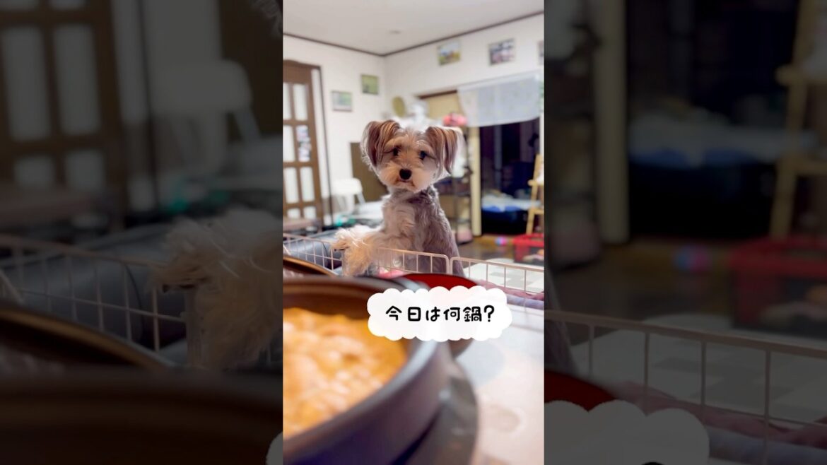 寒くなったらこれに限るよね　#子犬 #犬 #ミニチュアシュナウザー