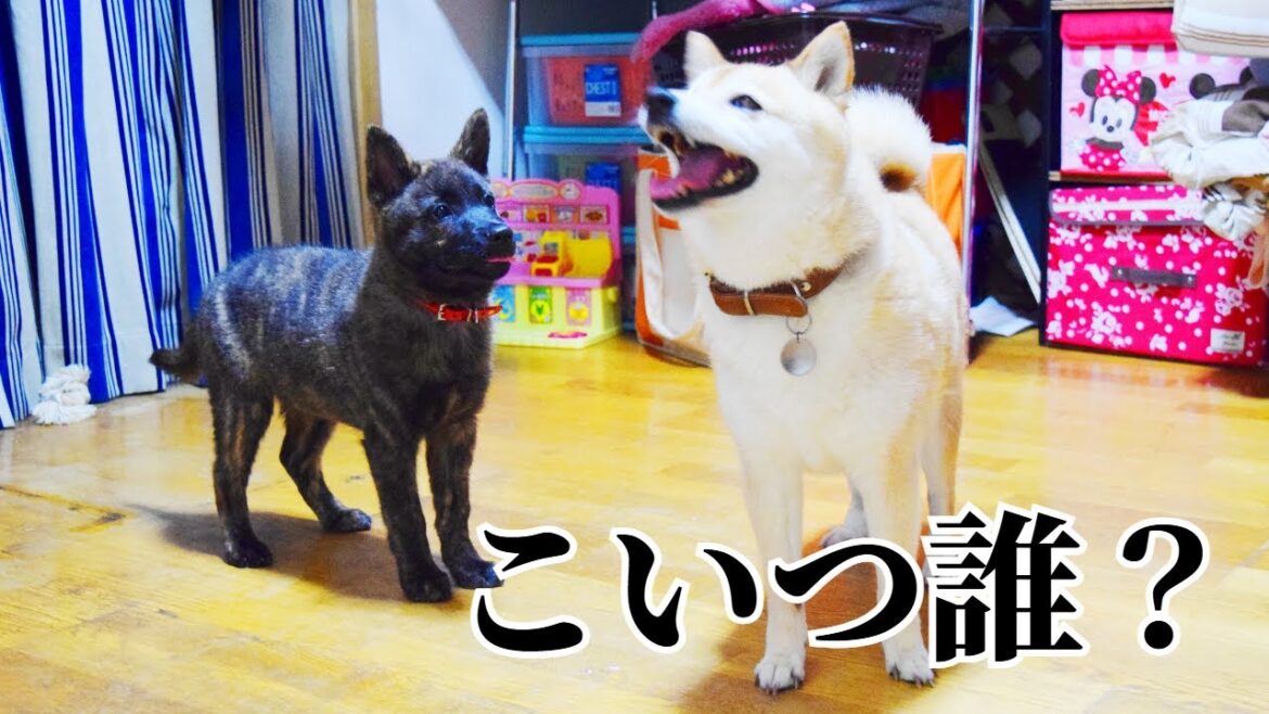 突然甲斐犬の子犬が家にやってきたら「こいつ誰！？」と先住犬から猛抗議!!　#甲斐犬 #柴犬 #柴犬との暮らし