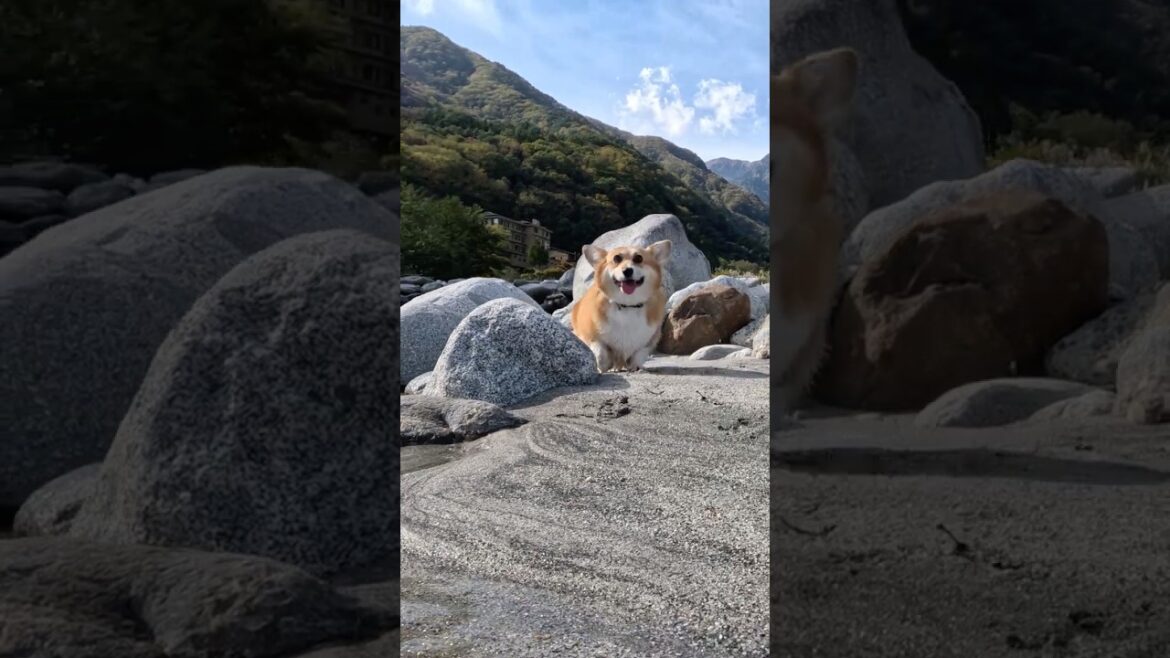 砂地を歩いて川に入るコーギー / A corgi walking through the sand into a river #shorts