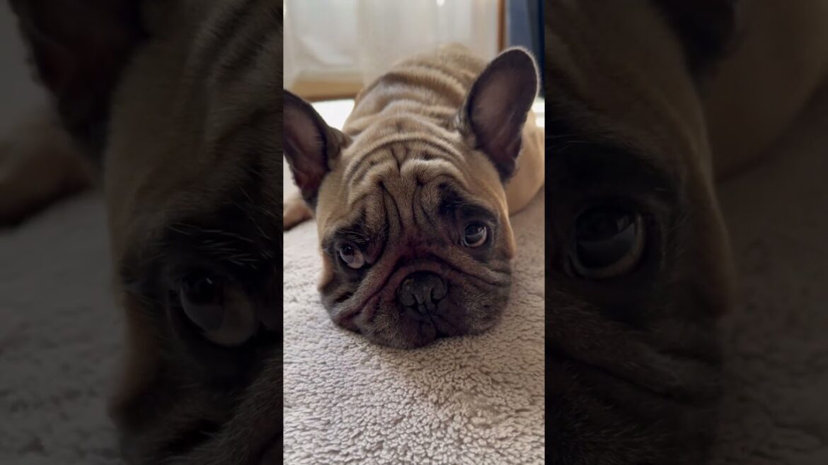 おはよう☀️ フレンチブルドッグの看板犬ぶーちゃん#shorts