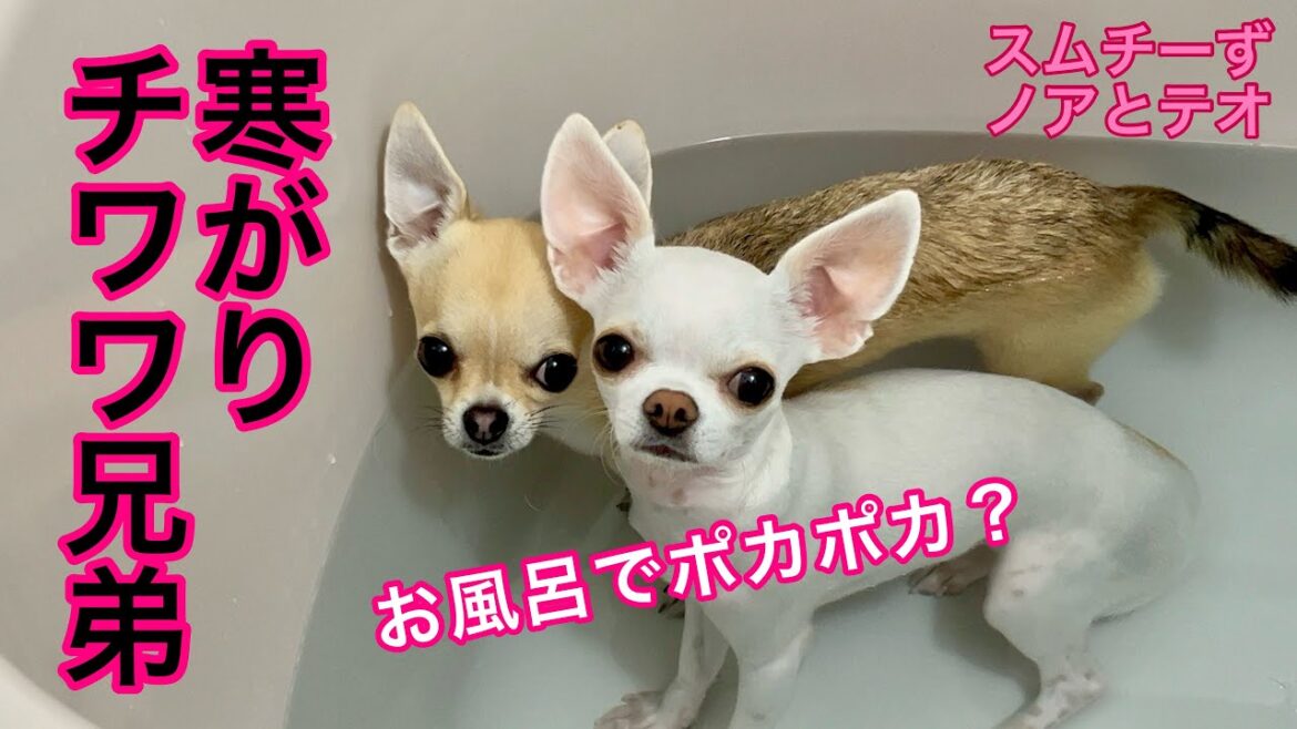 寒さで震えるチワワの寒さ対策あれこれ【多頭飼いスムチーず】