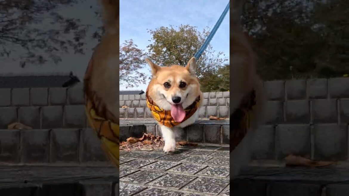 タイル張りの通路を歩くコーギー / A corgi strolling along a tiled path in a park #shorts