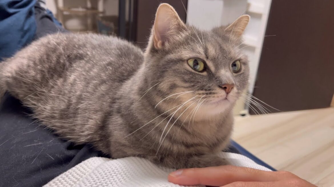 飼い主の上で寛ぐ猫の可愛い一部始終がこちらです