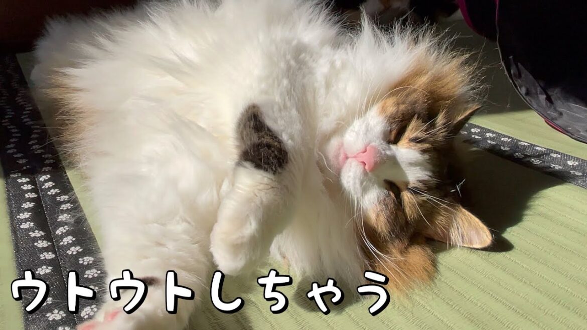 日向ぼっこでうとうとしちゃう猫が可愛い【ノルウェージャンフォレストキャット】