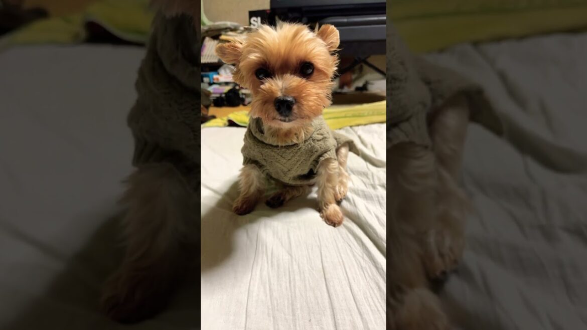 ちょこんとお座りするヨーキー￼#ヨークシャーテリア
