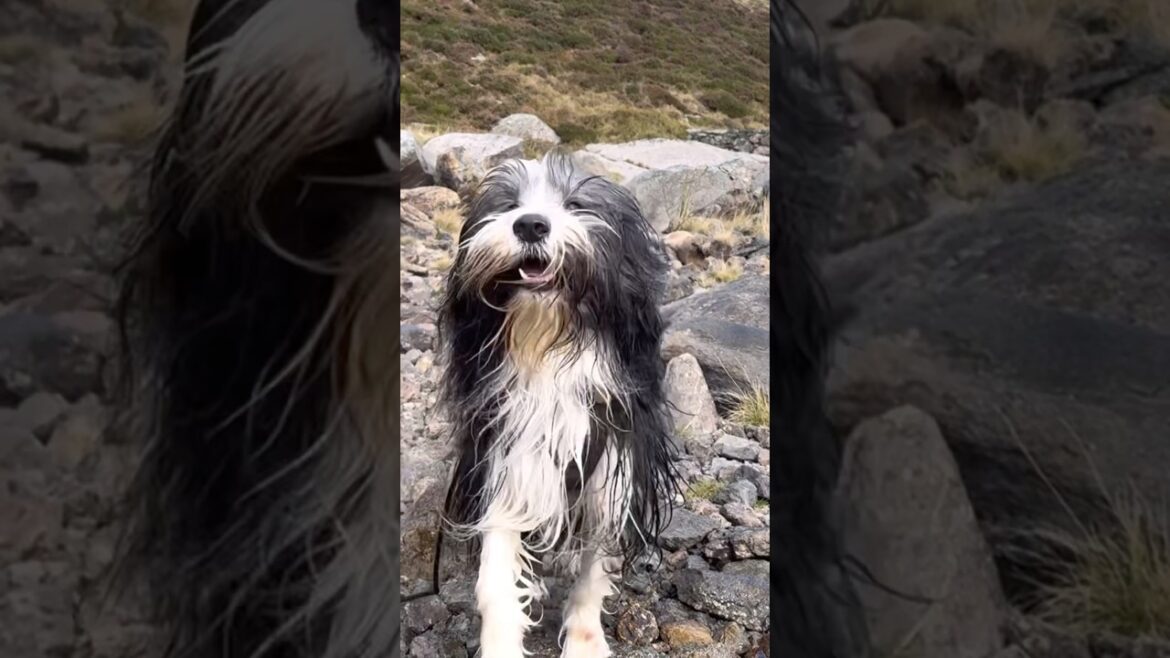 🐕What our dog thinks about his life!! #beardedcollie #happydoglife #dogadventure #shorts