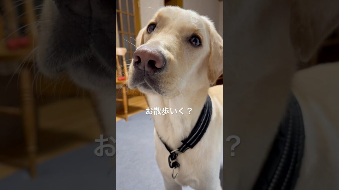 雨の中の散歩 #ラブラドールレトリバー #labradorretriever #labrador #ラブラドールのいる暮らし