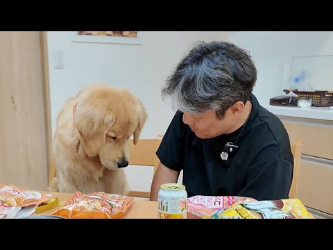 事実を受け入れる。心配する子犬と脳に障害を負って生きるパパの日常。【Golden Retriever japan】 事実を受け入れる。心配する子犬と脳に障害を負って生きるパパの日常。【Golden Retriever japan】