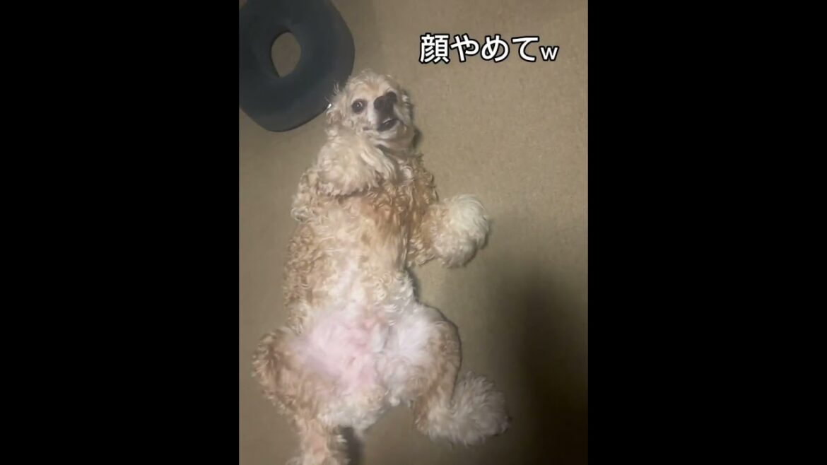 どういう表情？w #アメリカンコッカースパニエル #コッカーとの日常 #犬のいる生活 #ミニチュアシュナウザー