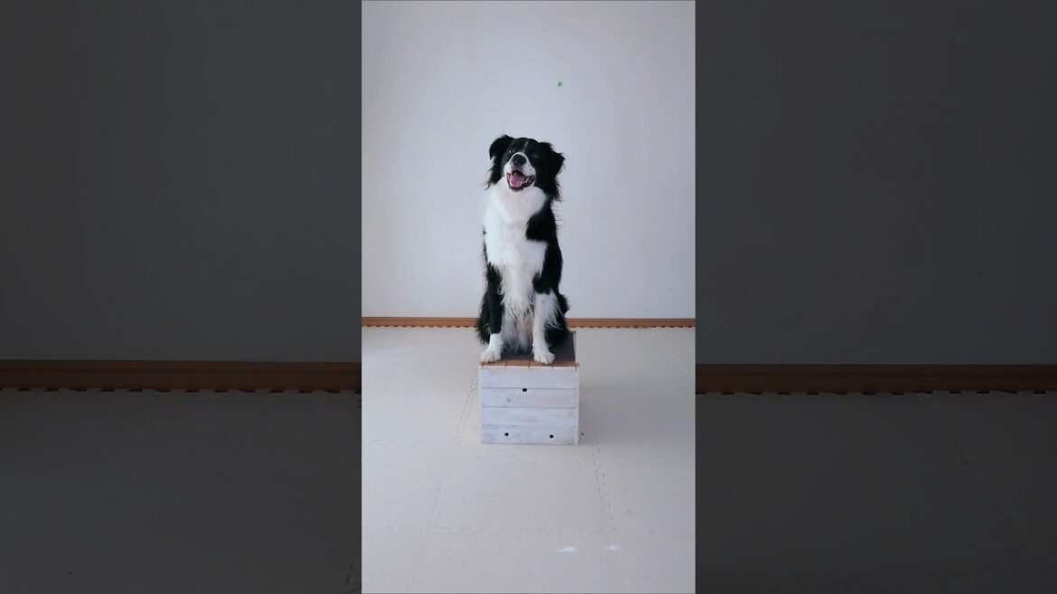 段差が怖いボーダーコリーが木箱に乗れるようになりましたw #shorts #bordercollie #dogtraining