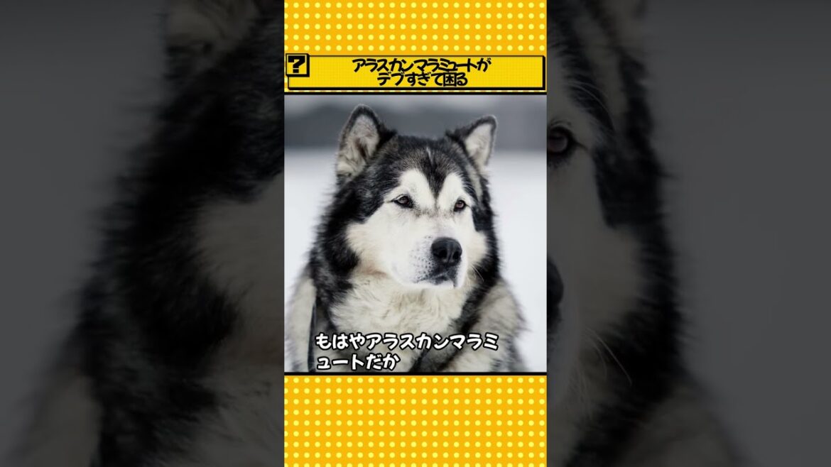 アラスカンマラミュートがデブすぎて困る