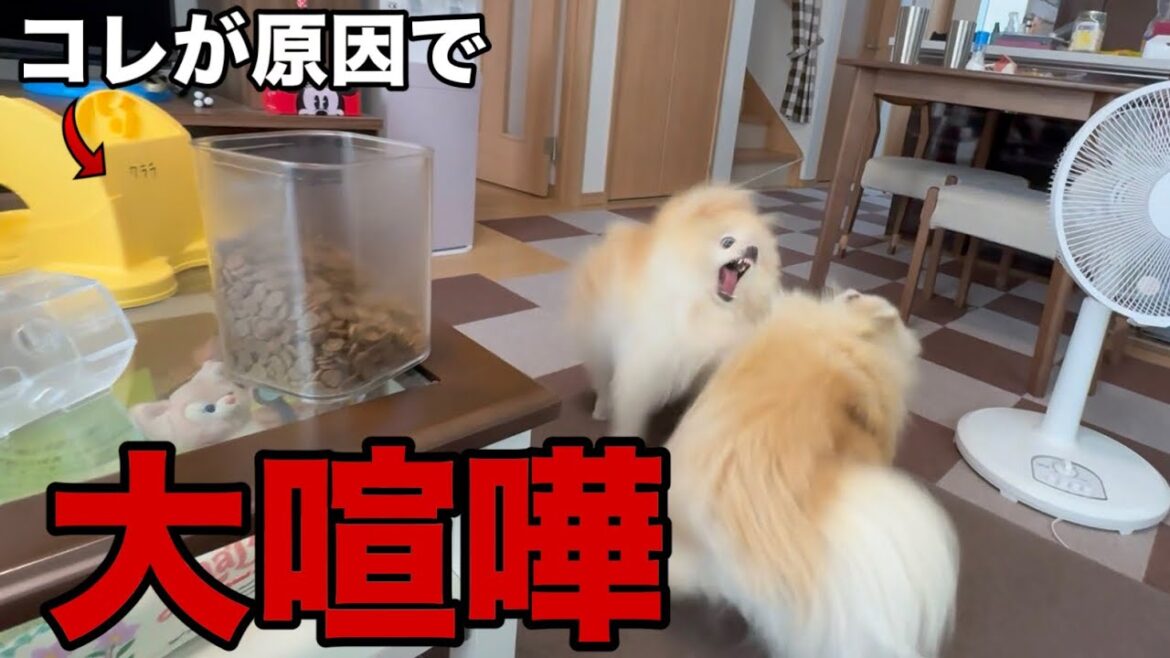 だんだん機嫌が悪くなり大喧嘩になっちゃいました