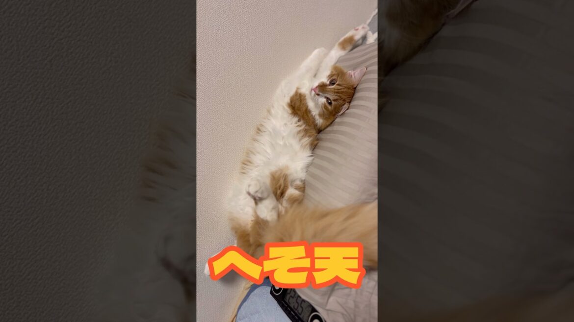 へそ天です　#ノルウェージャンフォレストキャット