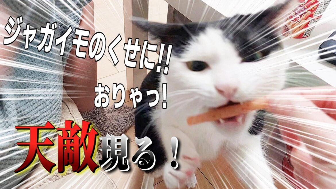 【まさか!?】これが天敵だったとは飼い主もビックリwブチギレる元野良猫女子がおもしろい...(爆)