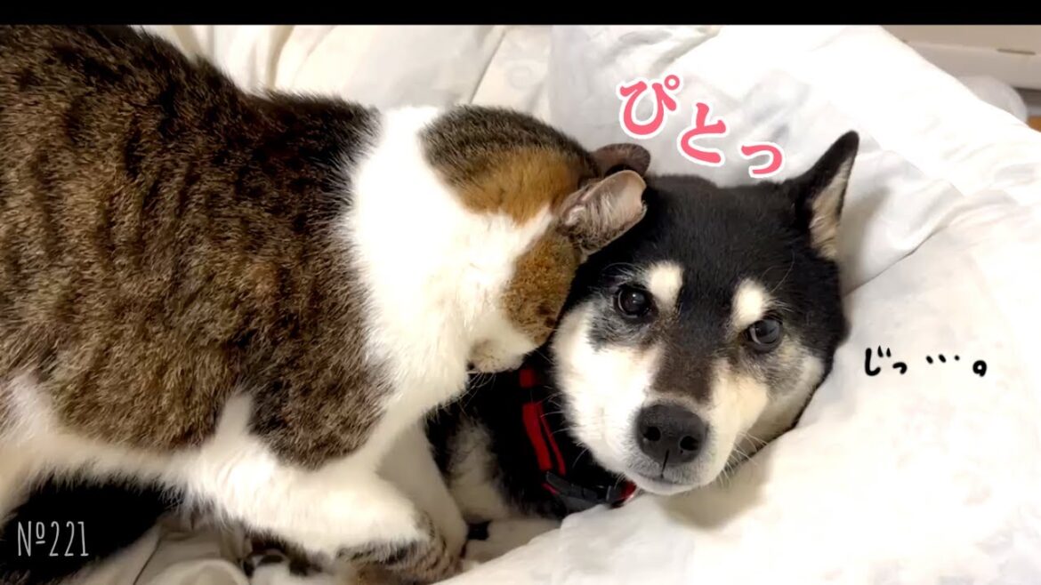柴犬が好きすぎて、猫が添い寝しようとしたらこうなったｗ（№221）