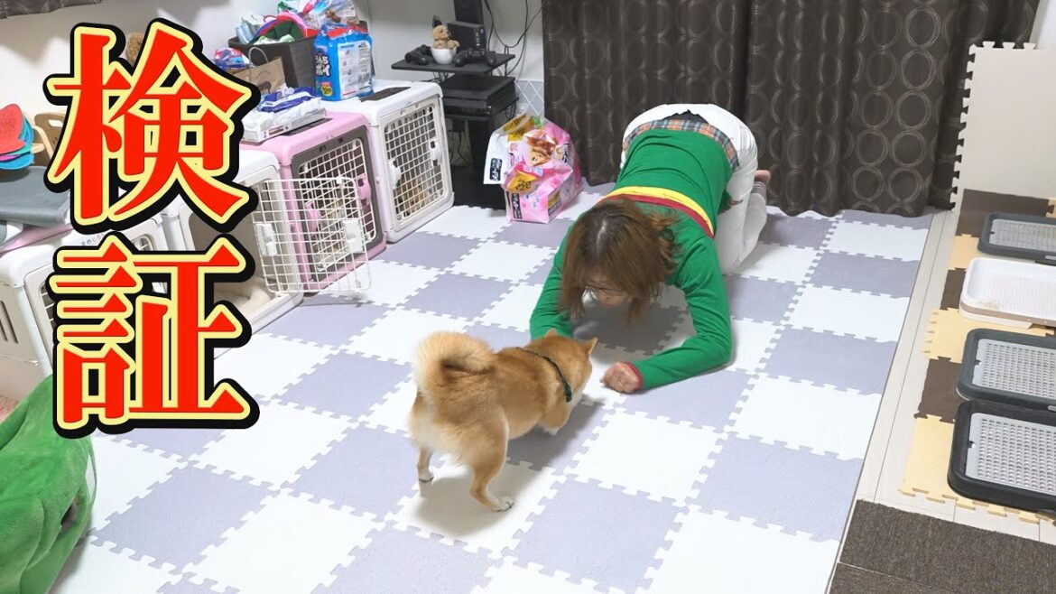 人間が柴犬にバウポーズをとったら、どうなる?予想外の展開に・・・ 人間が柴犬にバウポーズをとったら、どうなる?予想外の展開に・・・