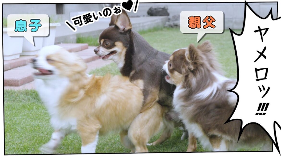 里帰りした息子が他の犬に襲われた時、息子を守るオヤジがイケメンだった件😍😍😍