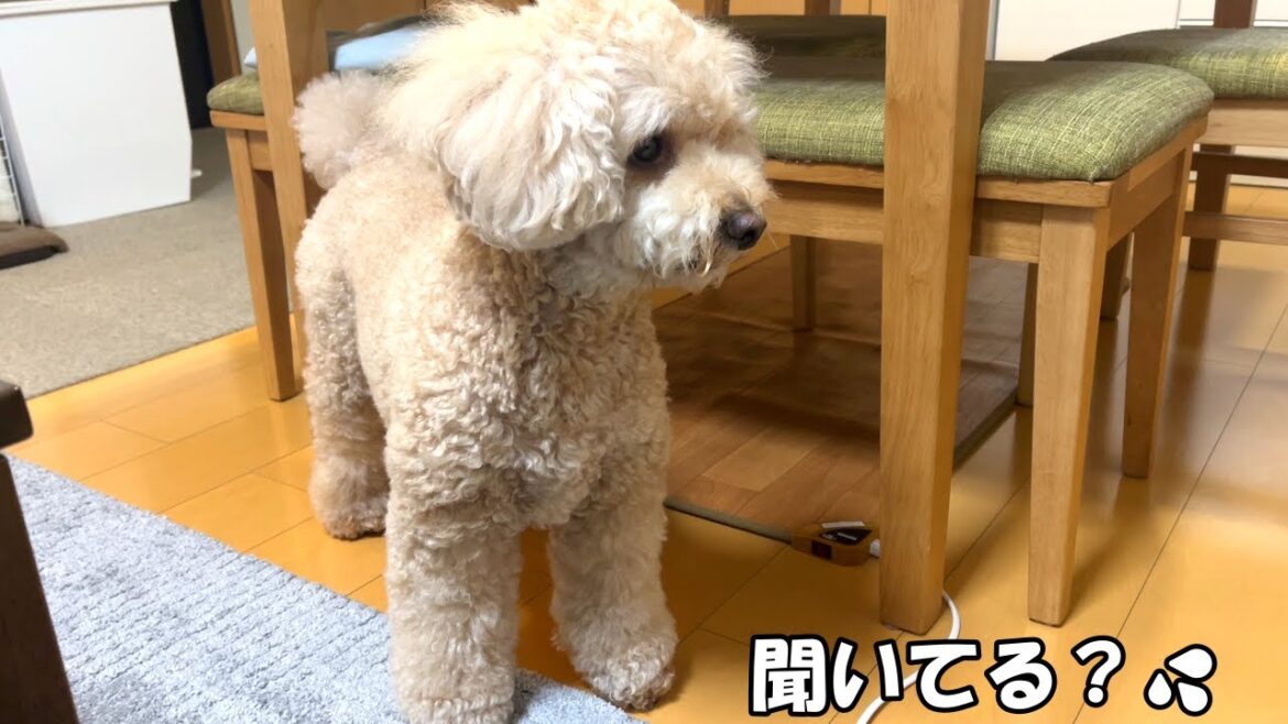 都合が悪いと人の話を聞こうとしない大きいトイプードル【デカプー】【トイプードルのロアくん】【toy poodle】