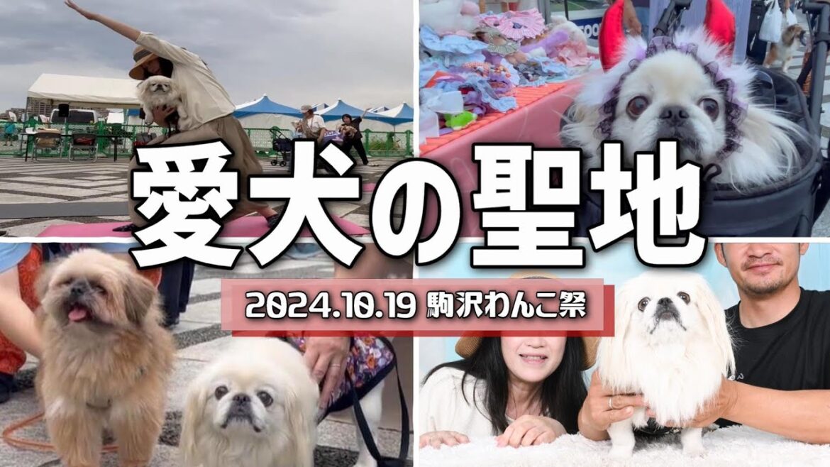 【愛犬の聖地】駒沢公園で開催されたわんこ祭りに行ってみた! 【愛犬の聖地】駒沢公園で開催されたわんこ祭りに行ってみた!