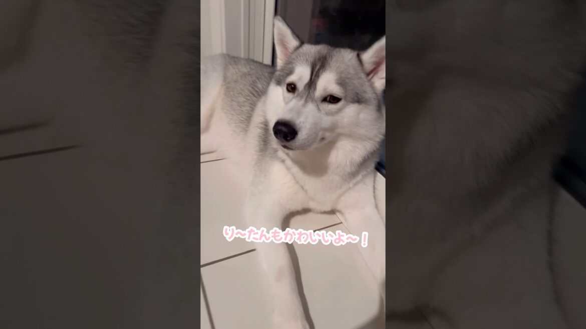 妹が可愛がられてるとしょげちゃう姉 #シベリアンハスキー #ハスキー #ハスキー犬