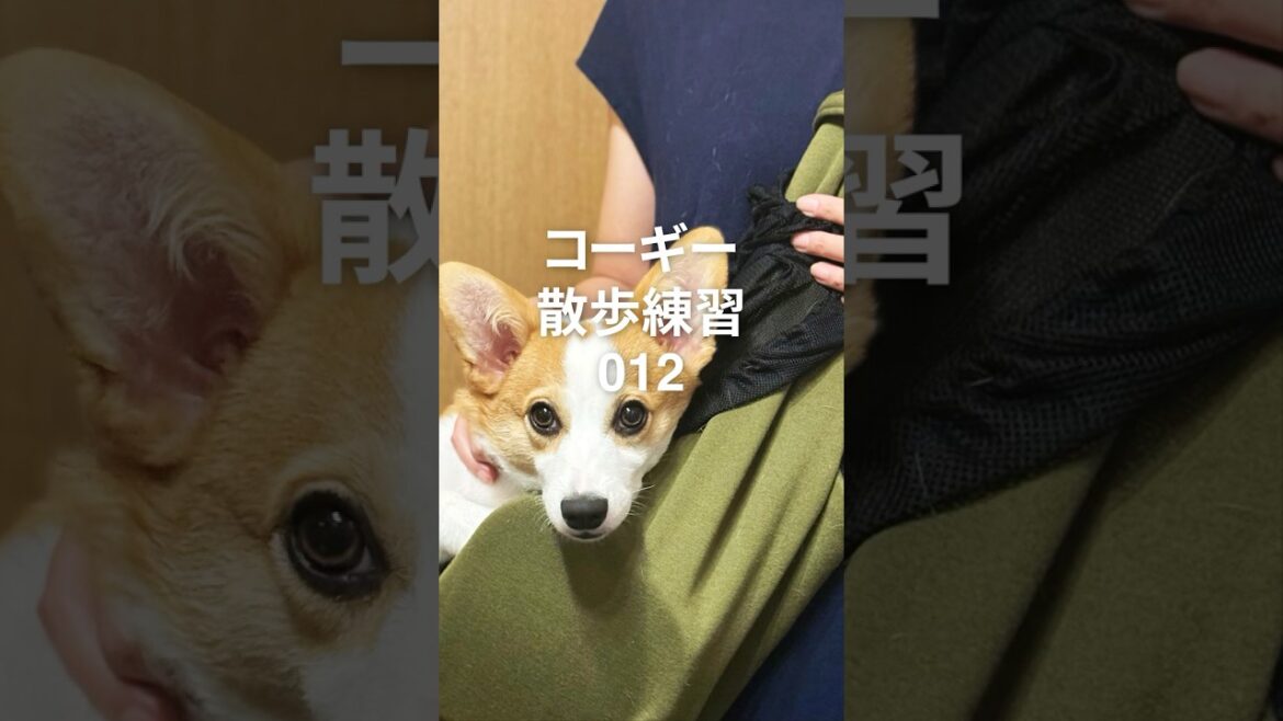 012 コーギーの散歩練習  #コーギー