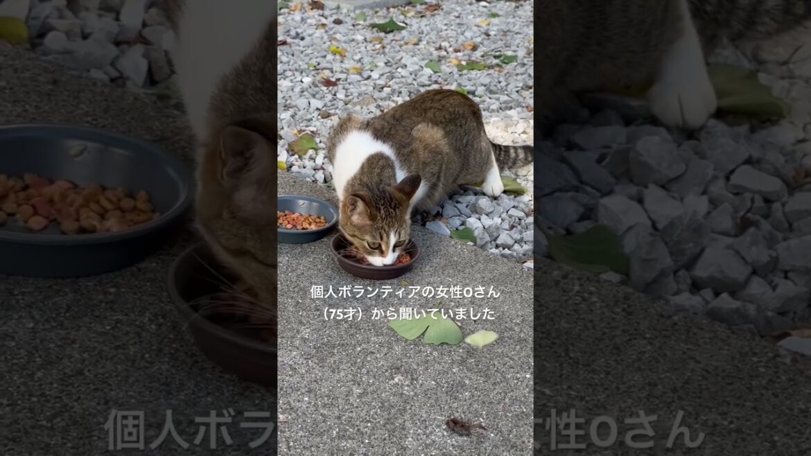 10/30猫おばさん女中のドナドナと忍び🐱達〜パトラ、炭治郎、明子、黒チビ、キジチビ、翼、花パンダ、茶トラ#shorts#賢殿 10/30猫おばさん女中のドナドナと忍び🐱達〜パトラ、炭治郎、明子、黒チビ、キジチビ、翼、花パンダ、茶トラ#shorts#賢殿