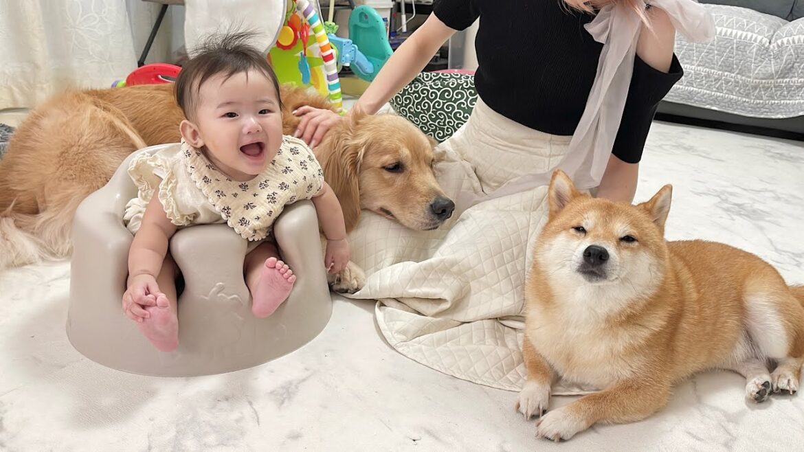 赤ちゃんに負けじと可愛さを見せつけてくる豆柴とゴールデンレトリバーが可愛すぎました...