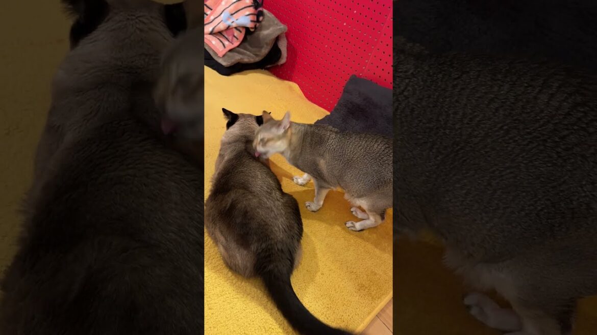 たぬき猫がいたのでとりあえずペロペロしちゃうシンガプーラなのにゃ♪ #cat #シンガプーラ #トンキニーズ#たぬき猫