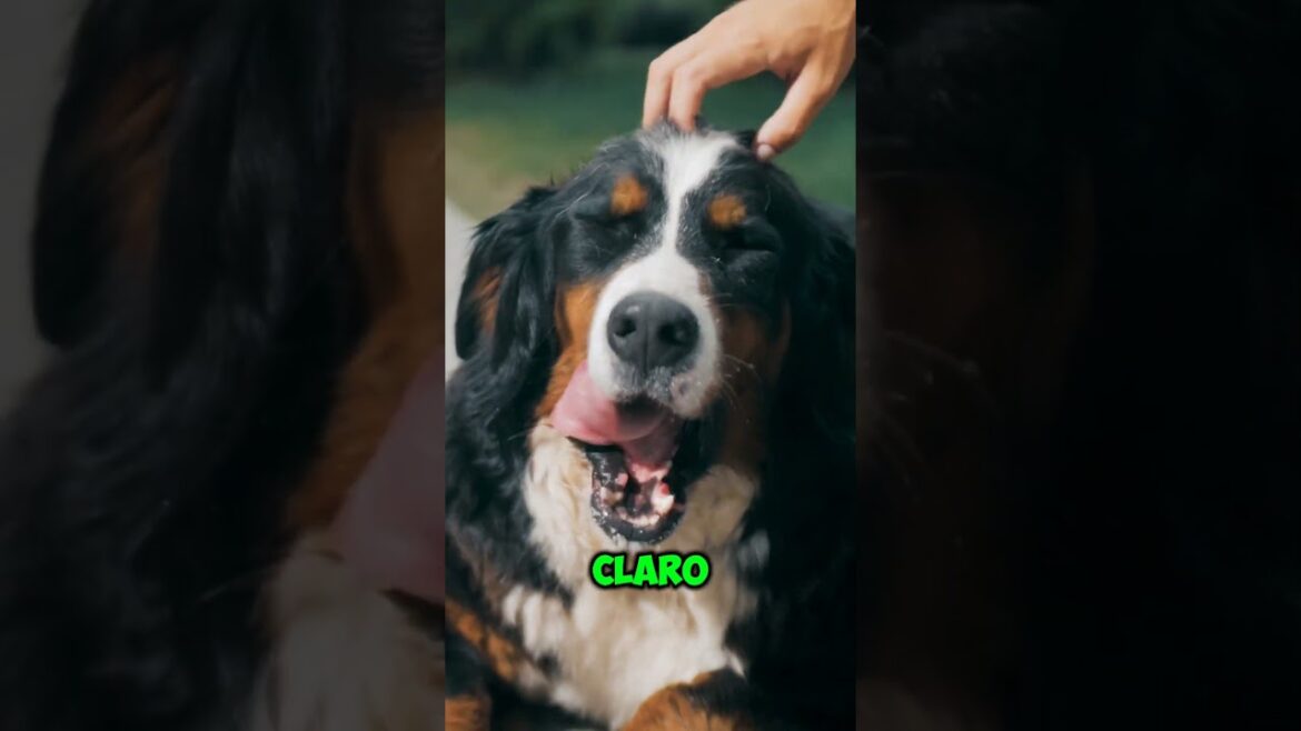 MEUS CACHORROS TEM EMPREGO 🧐😂🐕😍 #cães #cachorros #dog #bernese #humorpet #pet #doglover