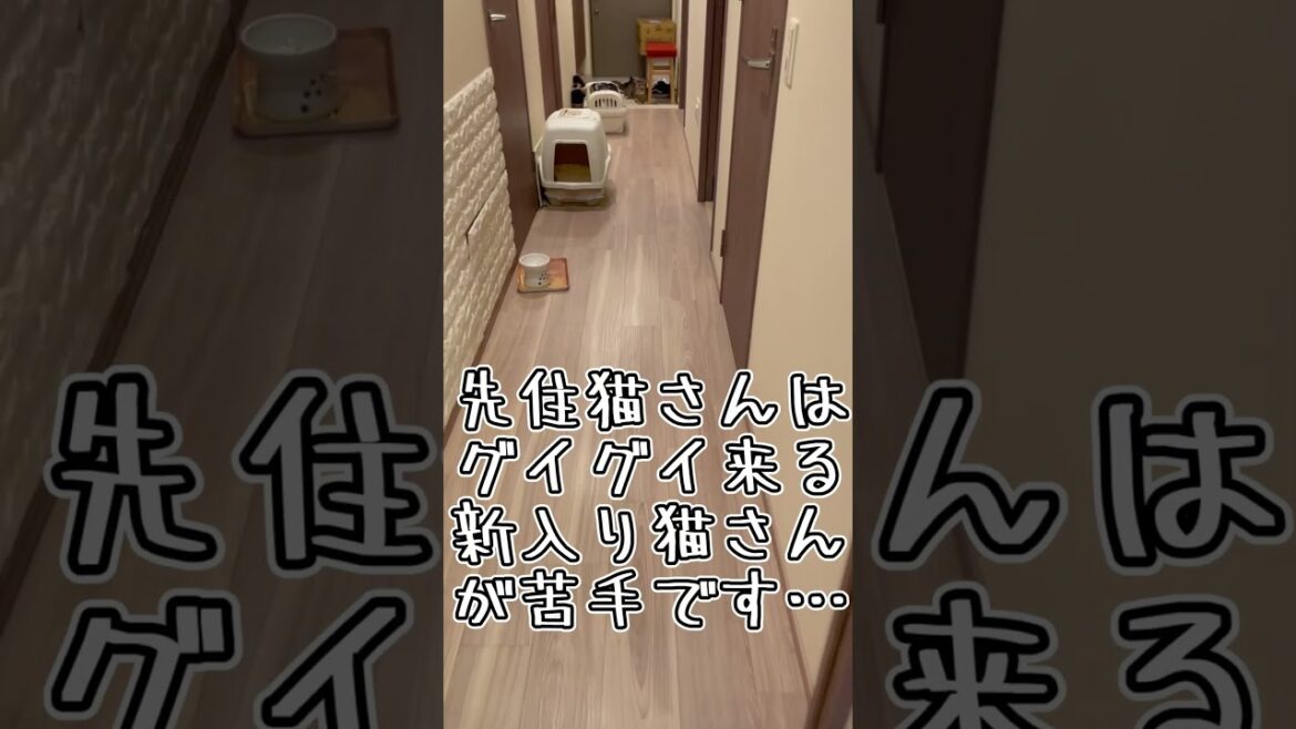 結局はこうなるうちの猫たち #shorts #猫 #アビシニアン
