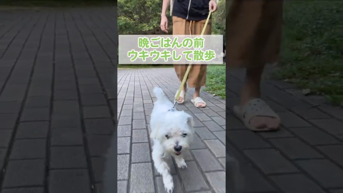お腹が空いてくると嬉しそうに歩く愛犬がかわいい【マルチーズ】#shorts